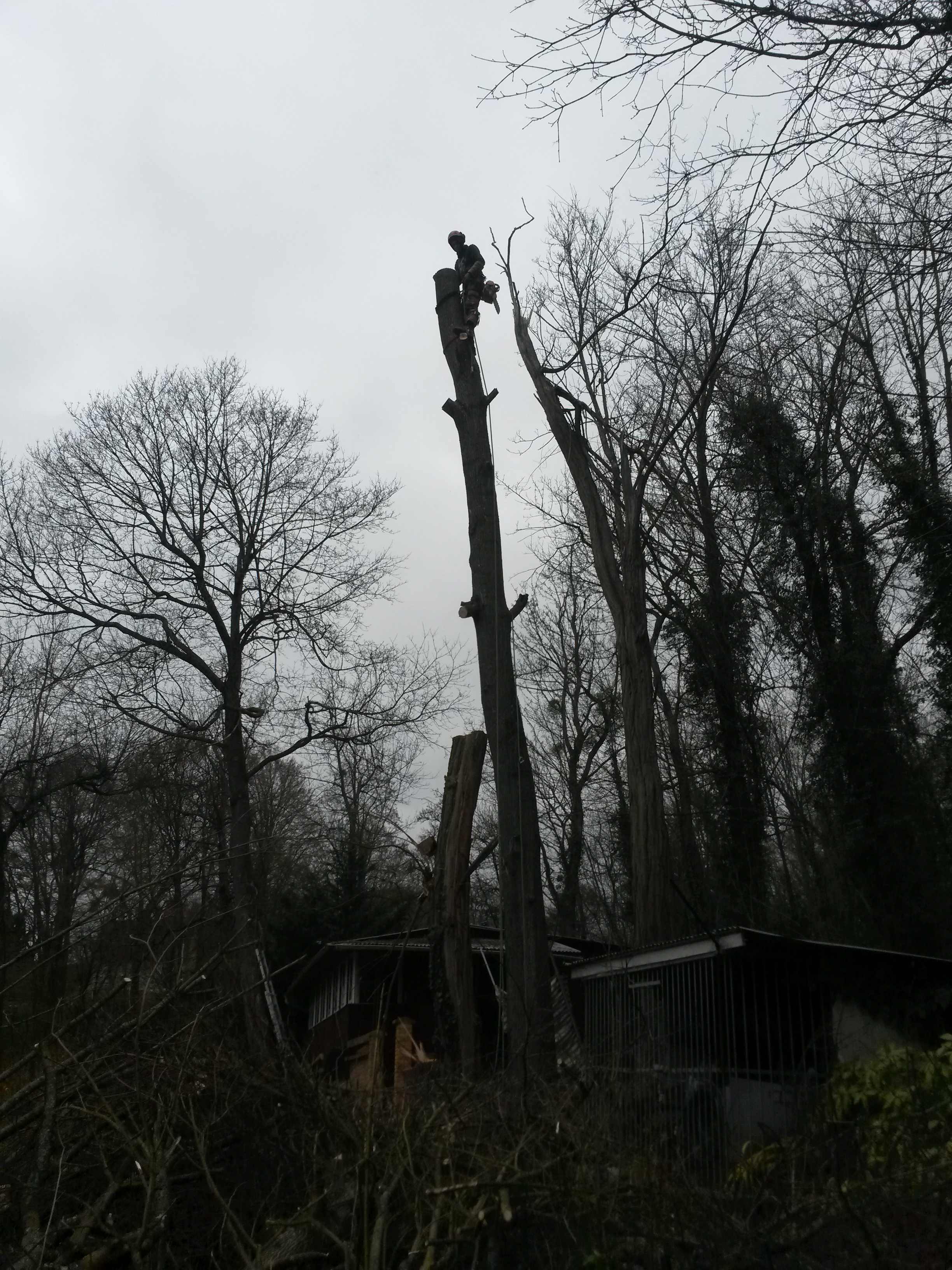 elagage abattage La Ferté sous Jouarre 77260